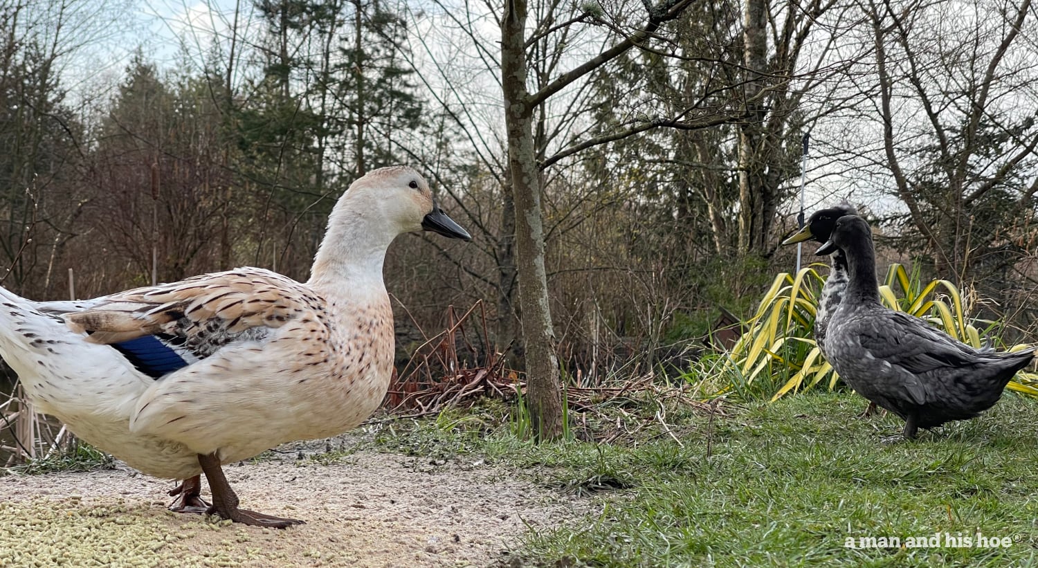 Our ducks having breakfast.