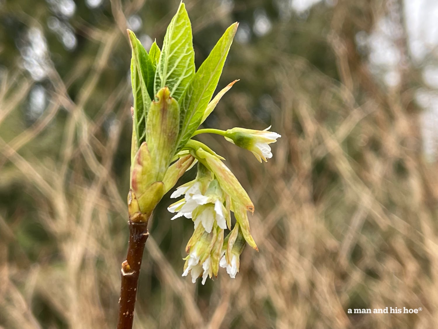 Spring flowers