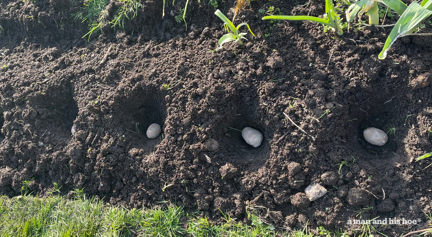 A sunny day to plant potatoes