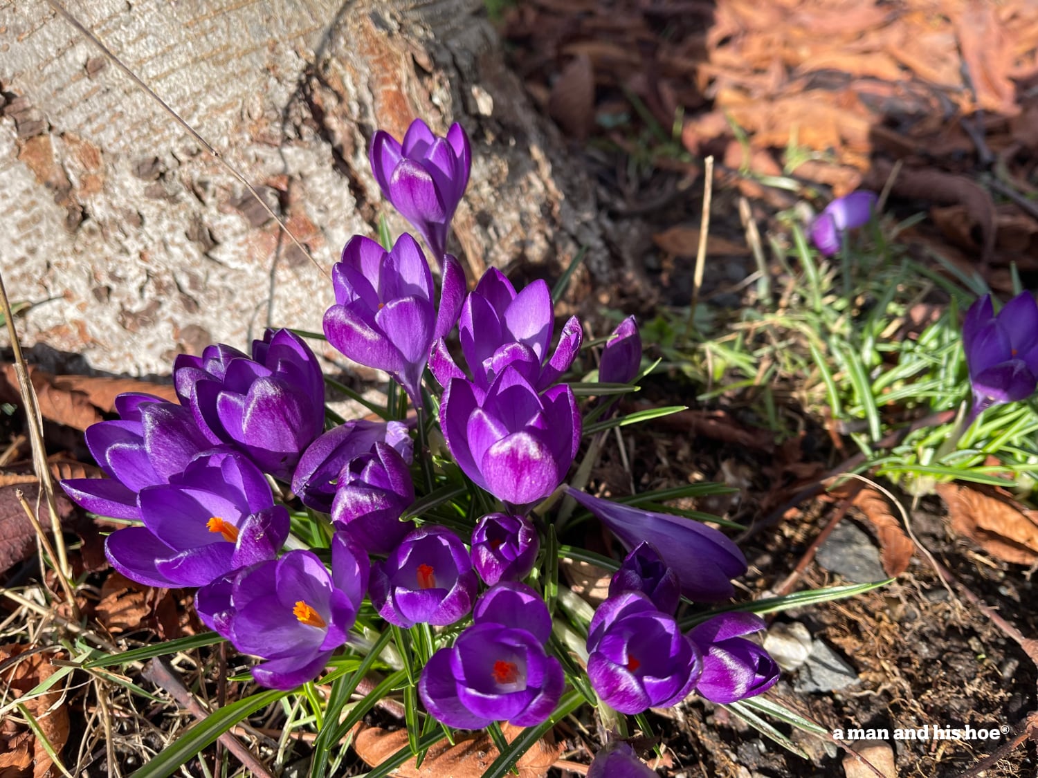 All is not lost - purple crocus are in bloom