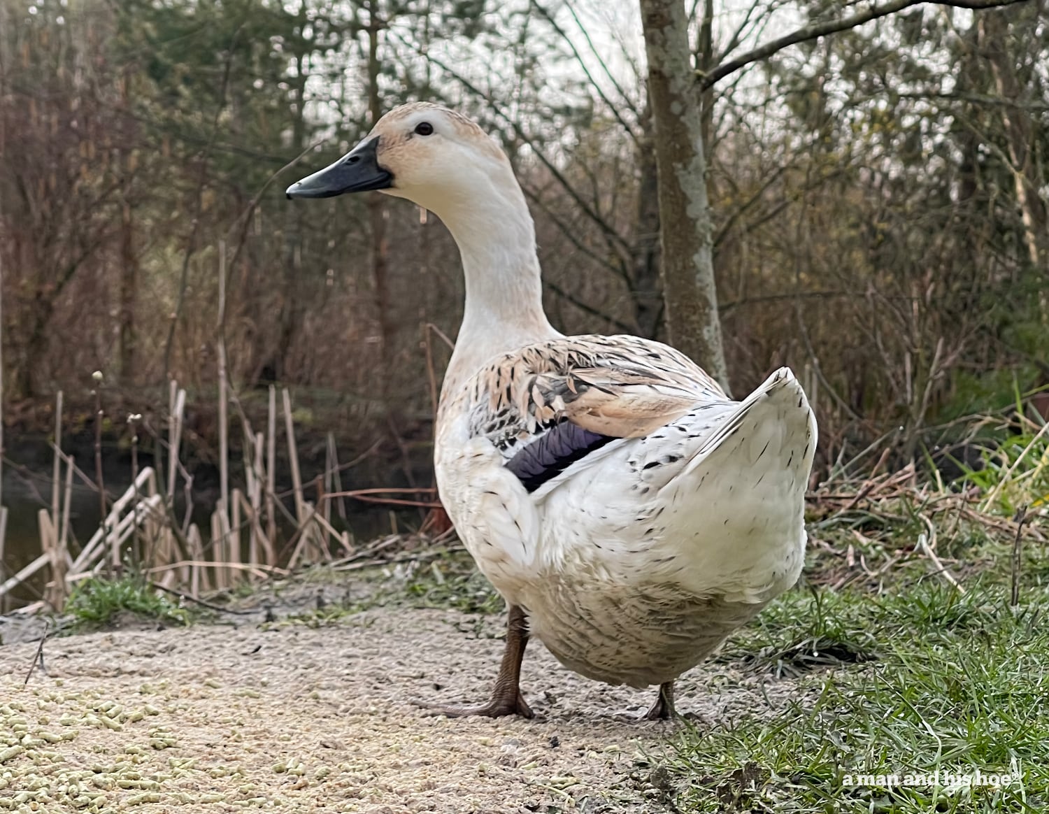 Snow, the duck, having breakfast.