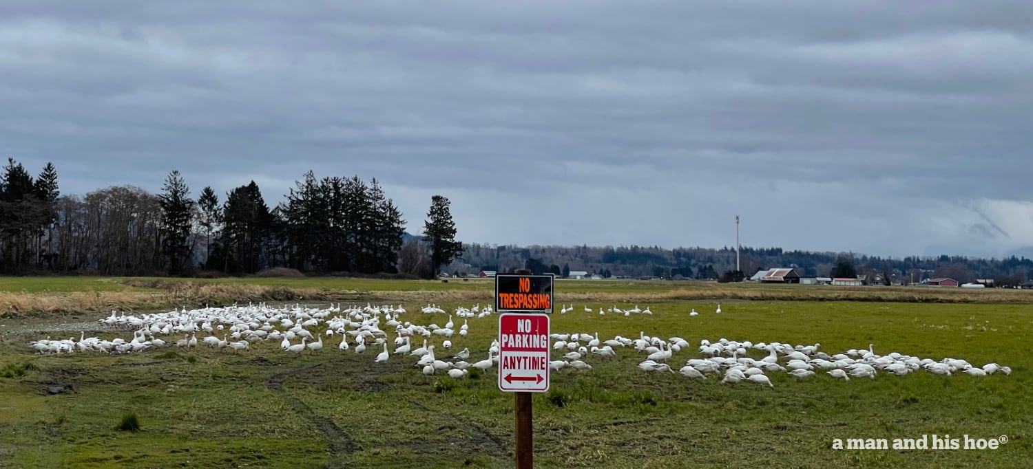 Snow geese on the move