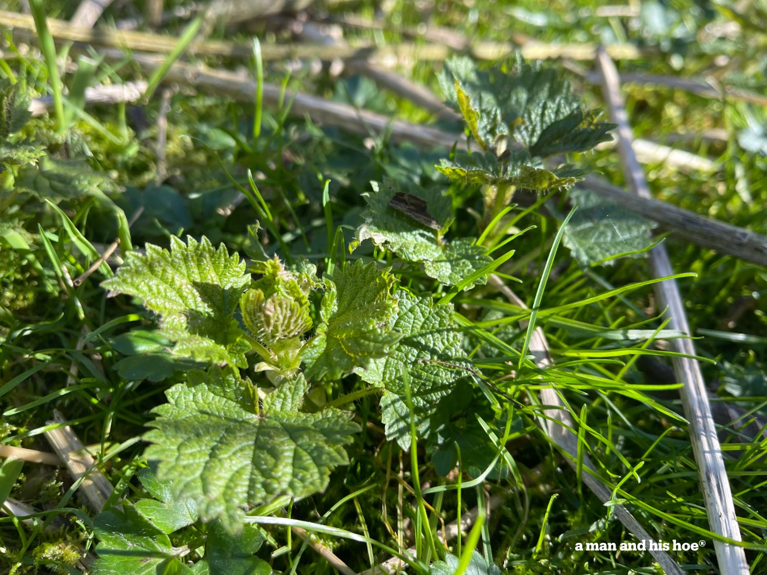 All is not lost - stinging nettles are up.