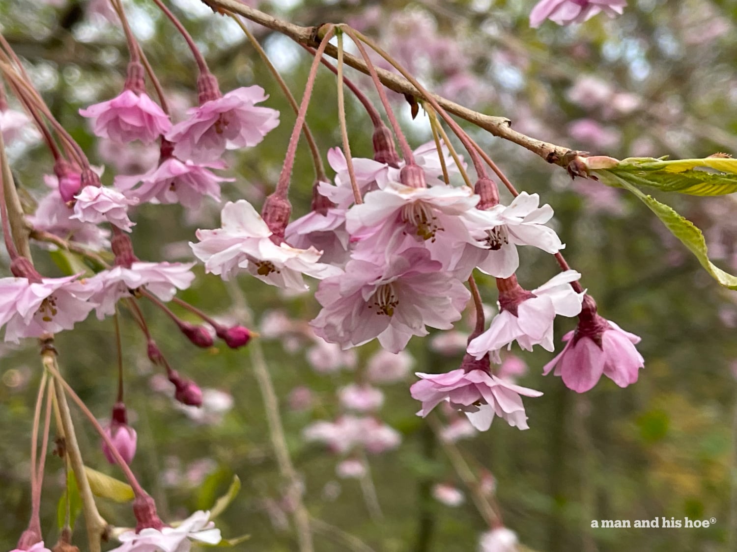 Weeping cherry blossoms