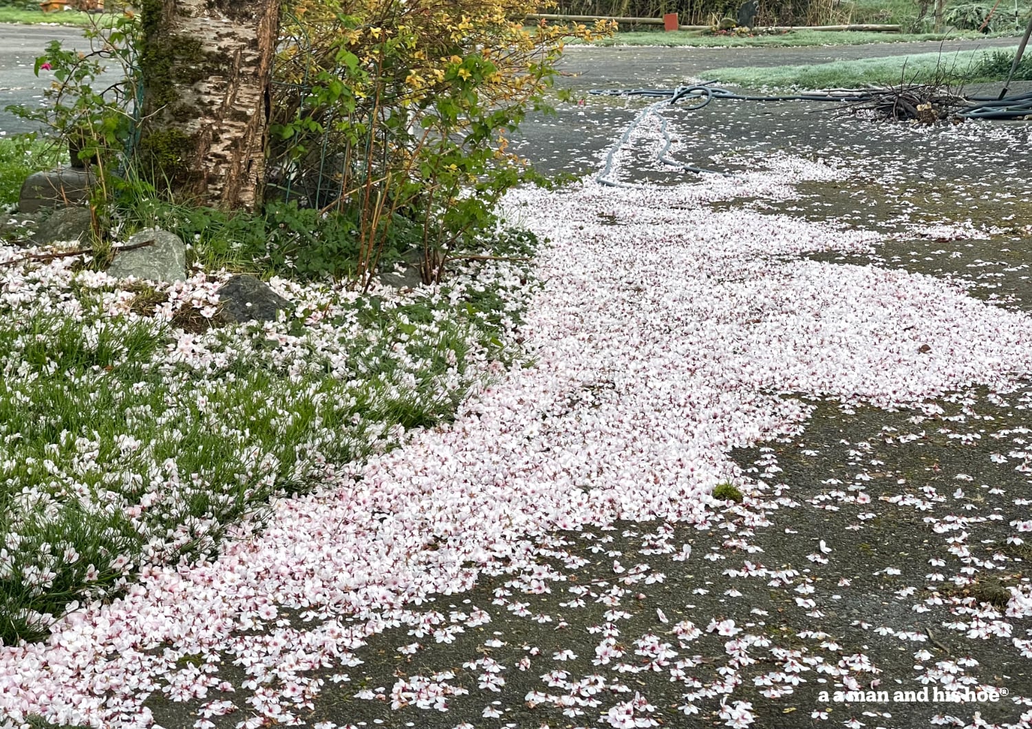 Fallen cherry blossoms form a river underneath the tree.