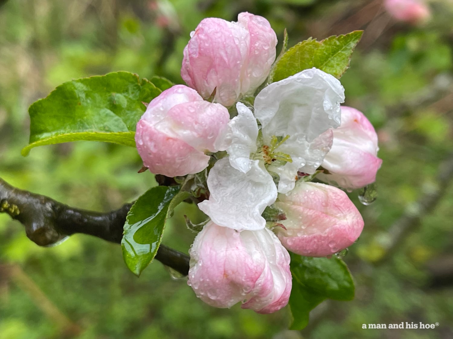 Apple blossoms