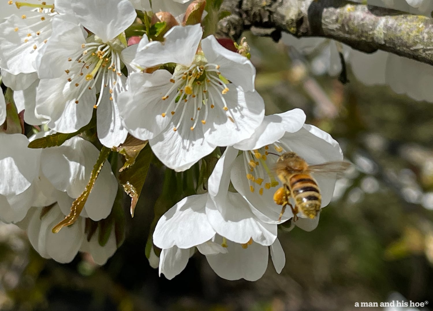 Bee in cherry blossom