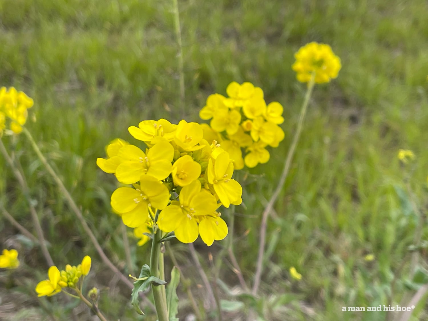 Blooming mustard.