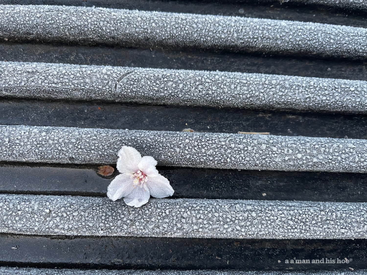 Single cherry blossom on frosty truck bed