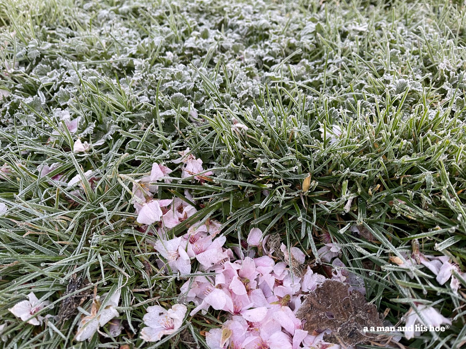 Cherry blossoms on grass