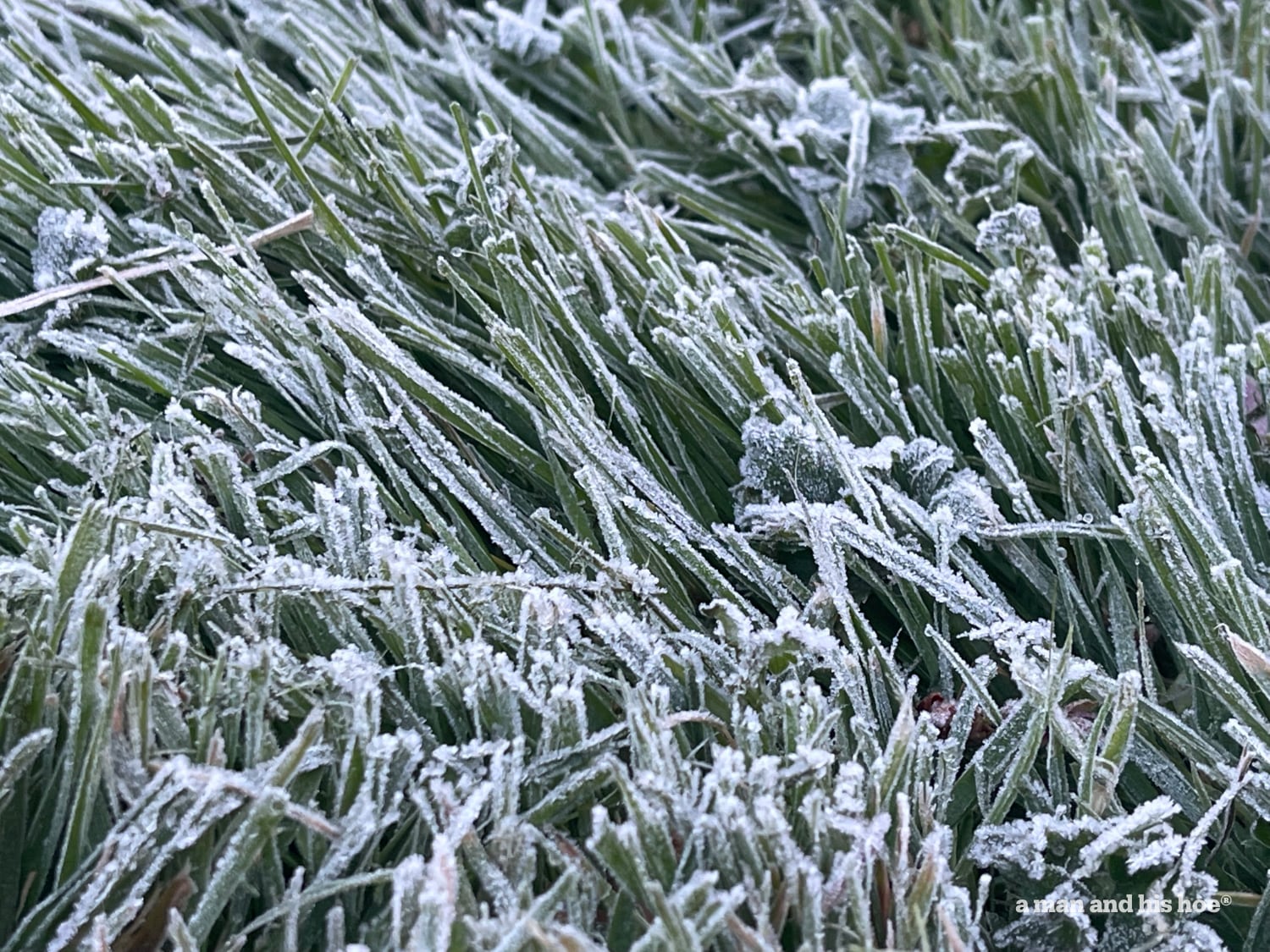 Frosty grass in late april