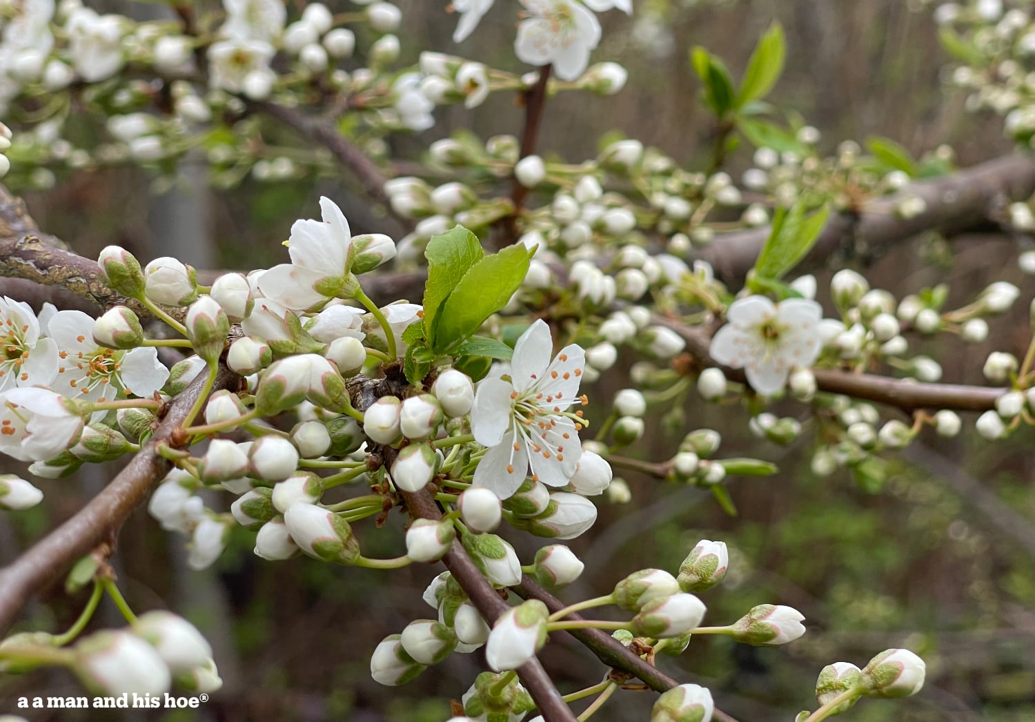 plum blossoms starting to bloom