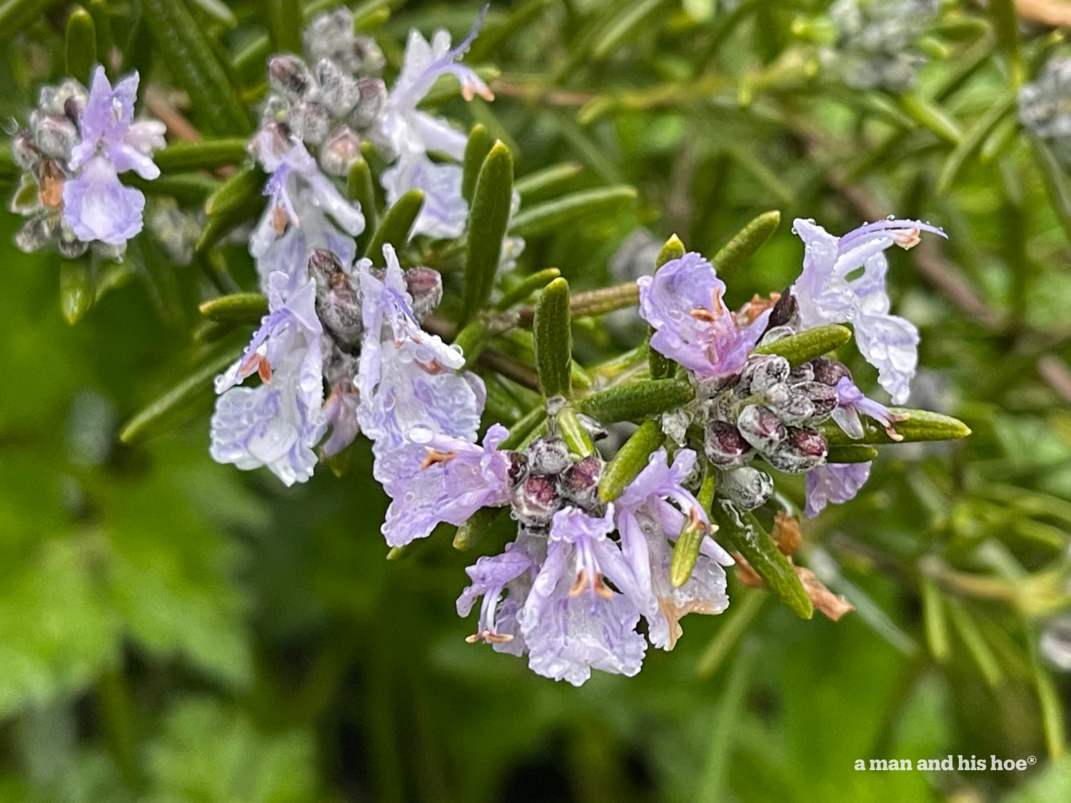 Rosemary blossoms