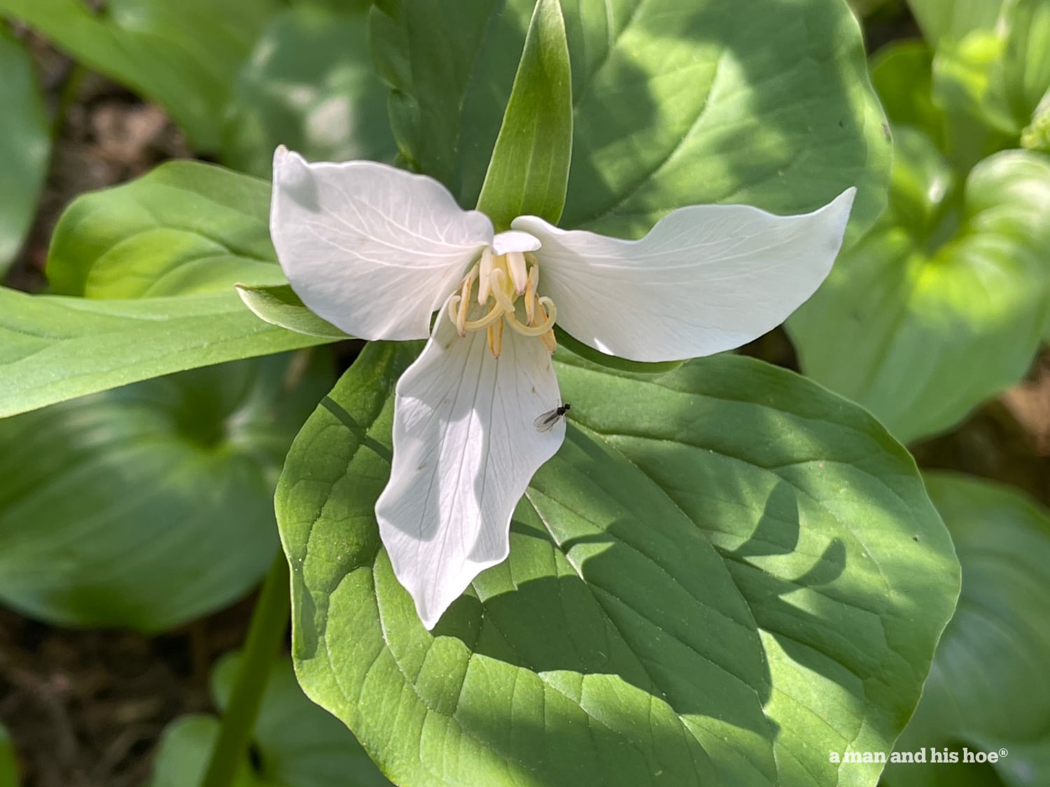 Trillium blossom