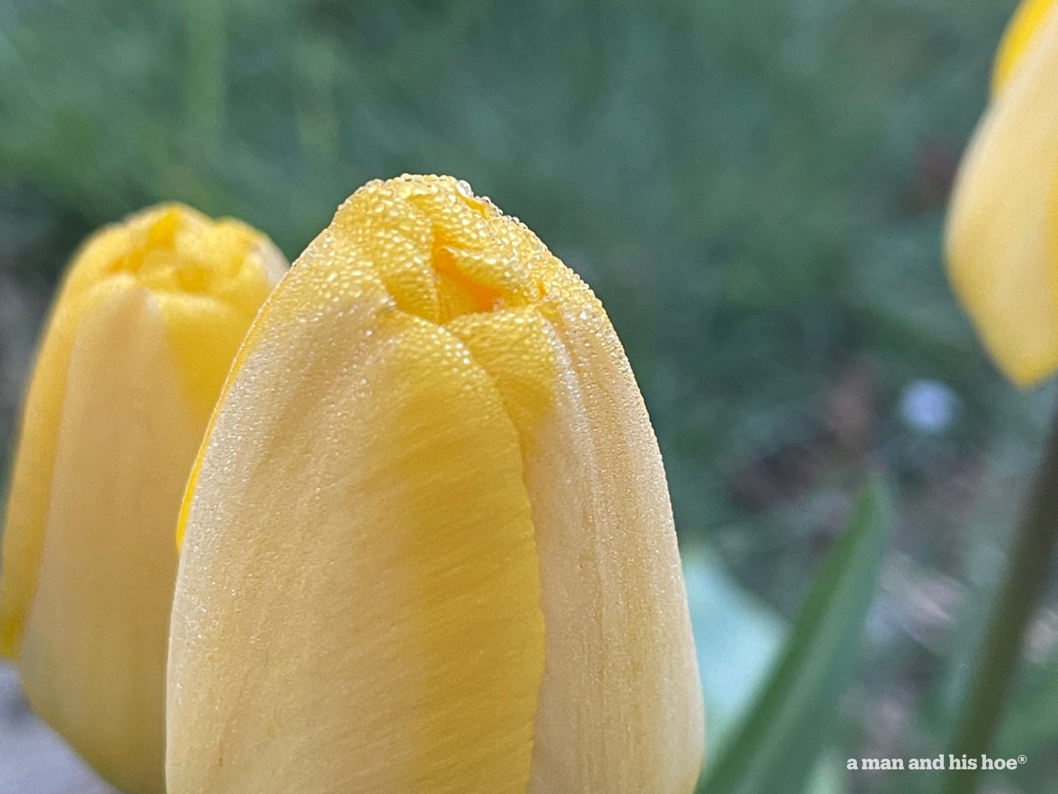 Tulips with ice