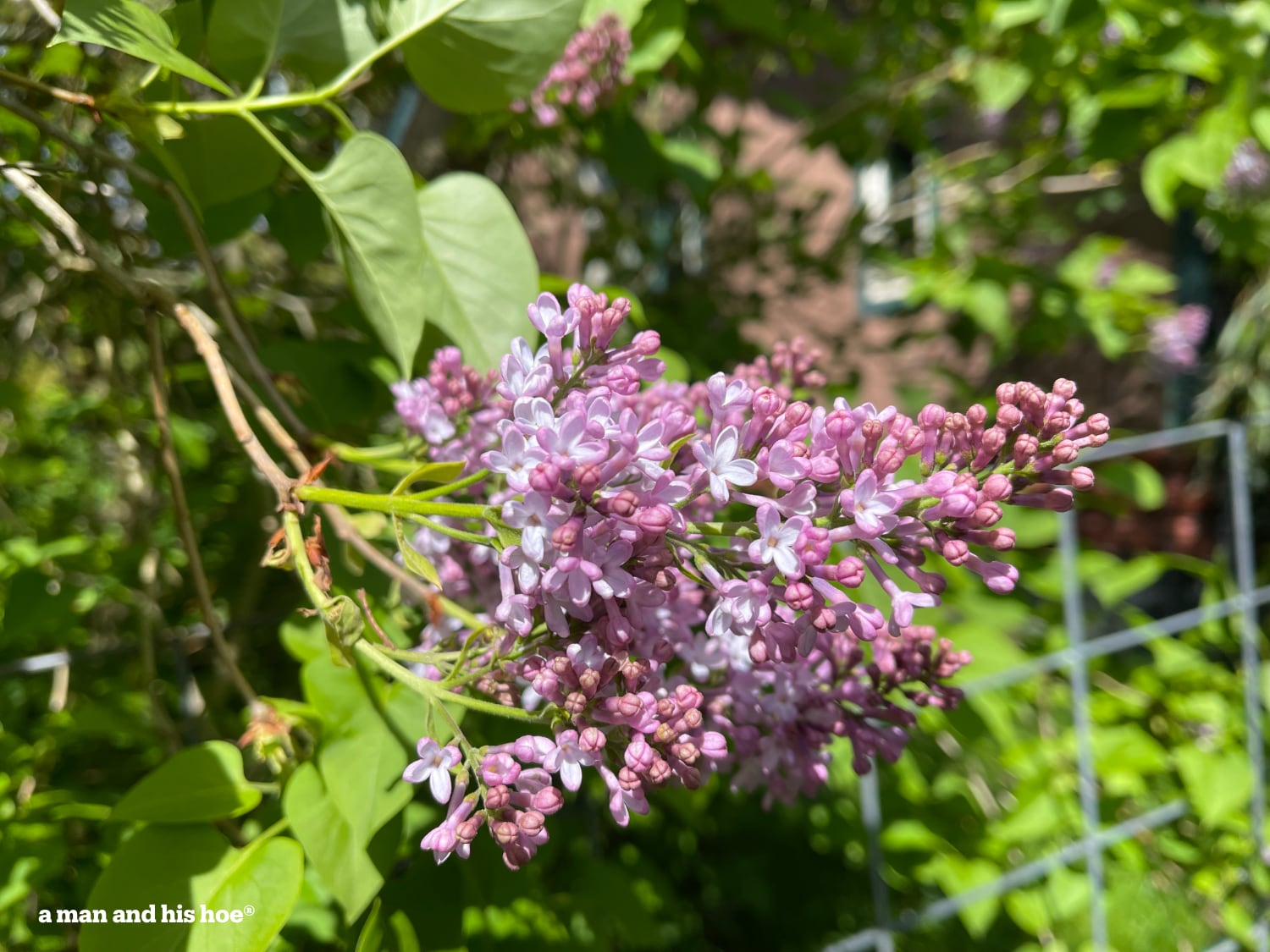 Lilacs starting to bloom.