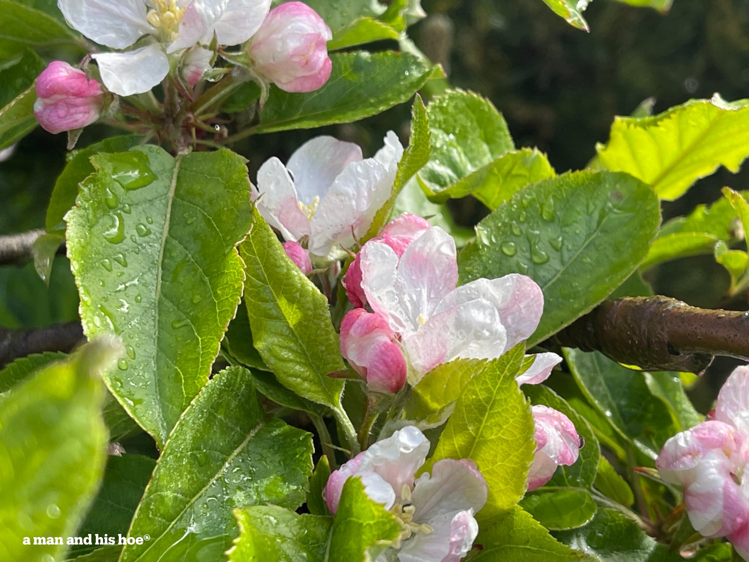 Apple blossoms