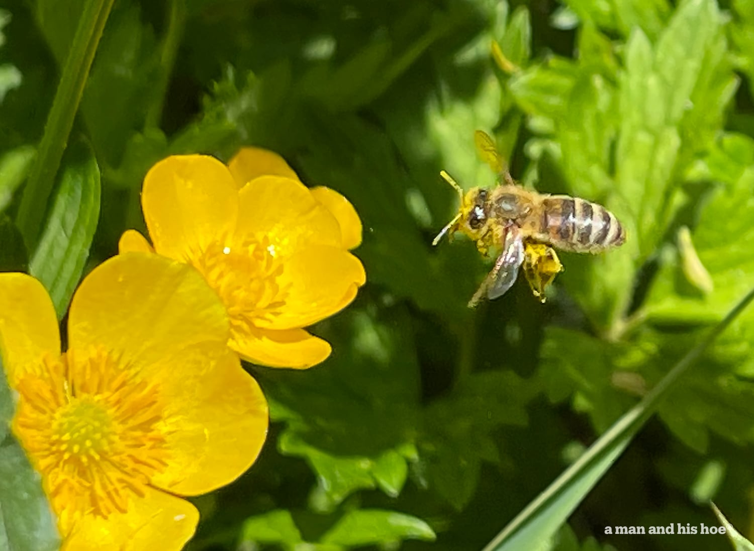 Bee flying to buttercup.