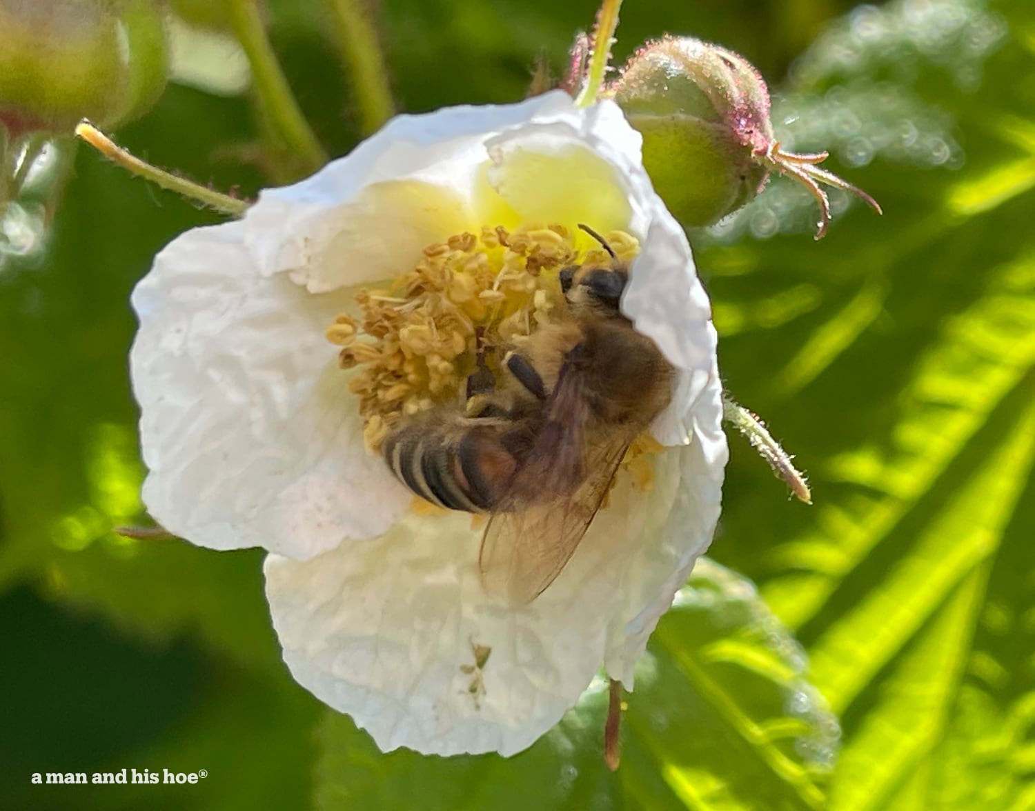 Bee in thimble berry flower