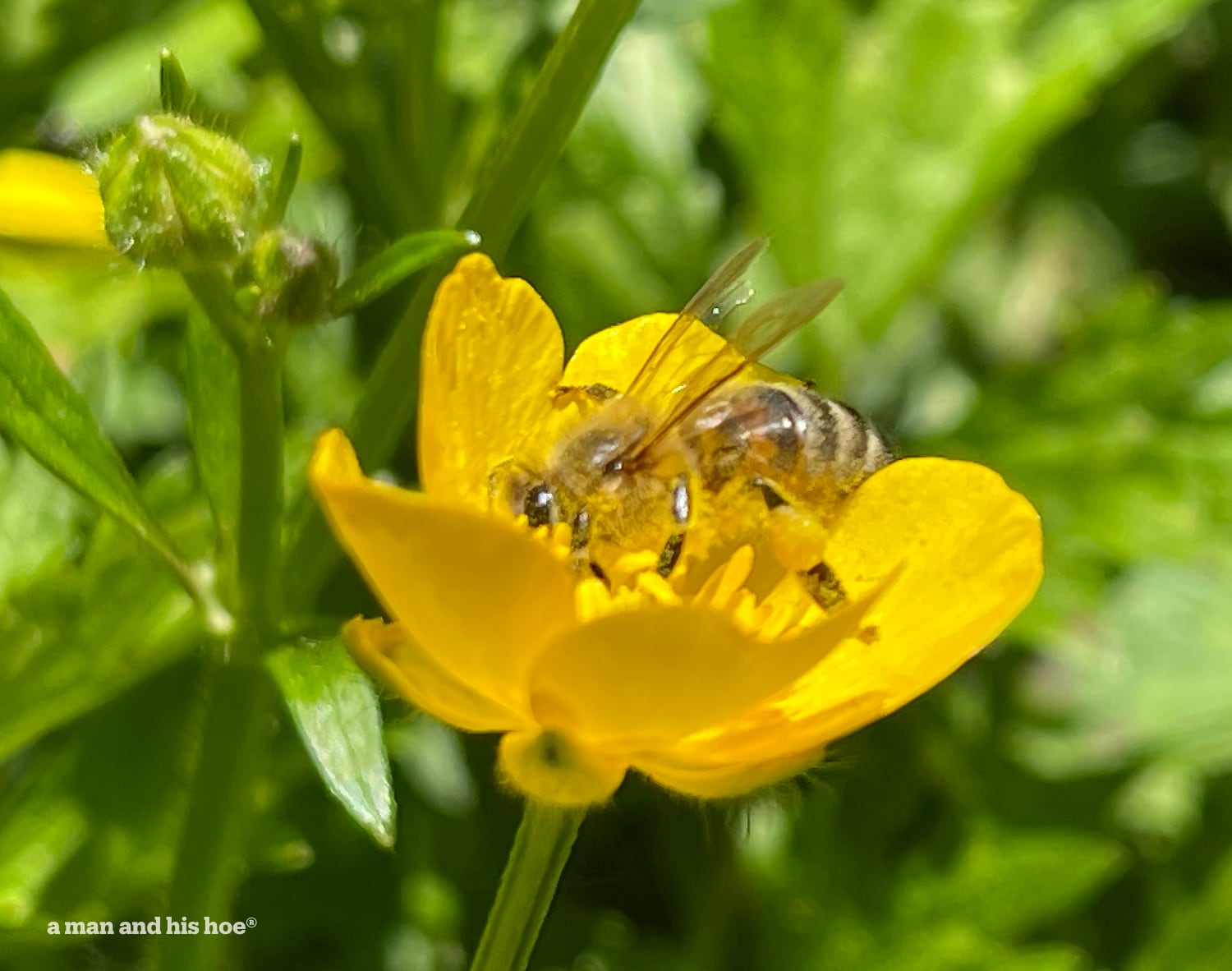 Bee on buttercup flower.