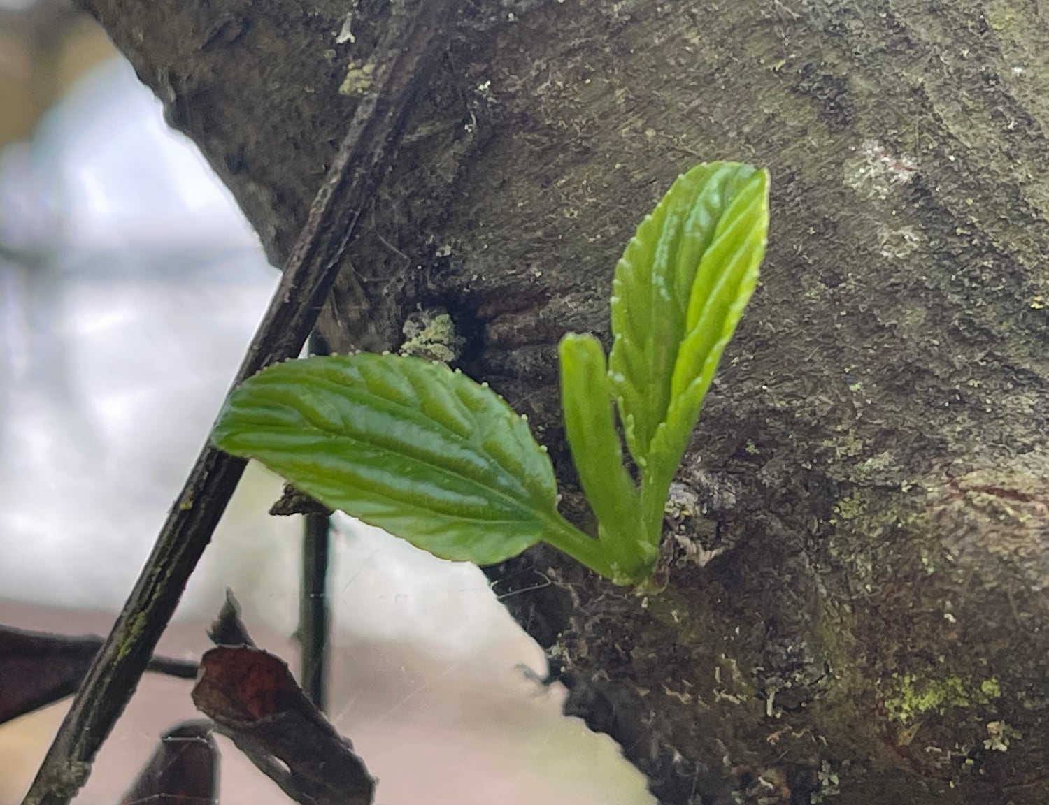 It lives. A green sprig sprouts on a dead California Lilac bush.