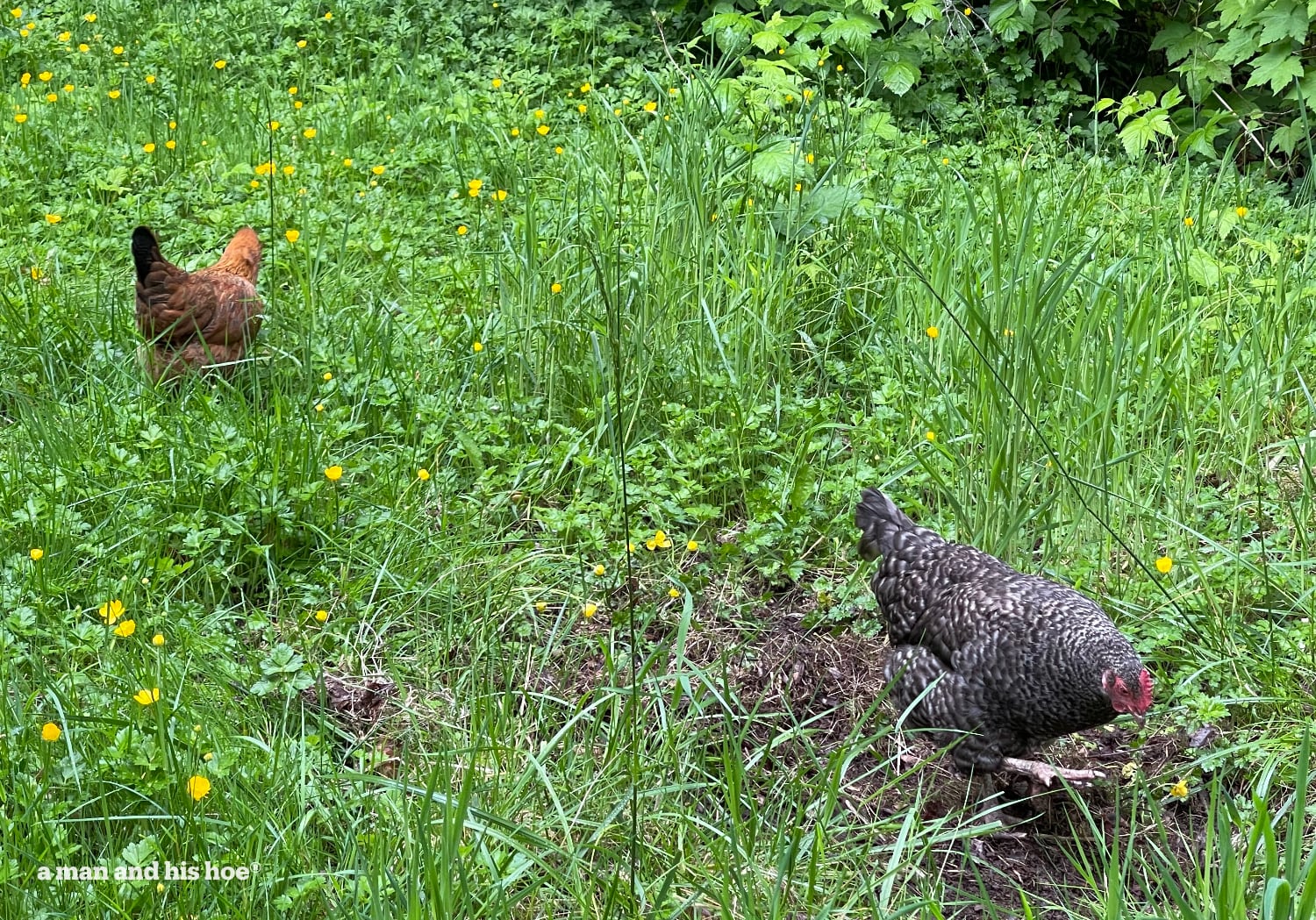 Chickens foraging in the grass