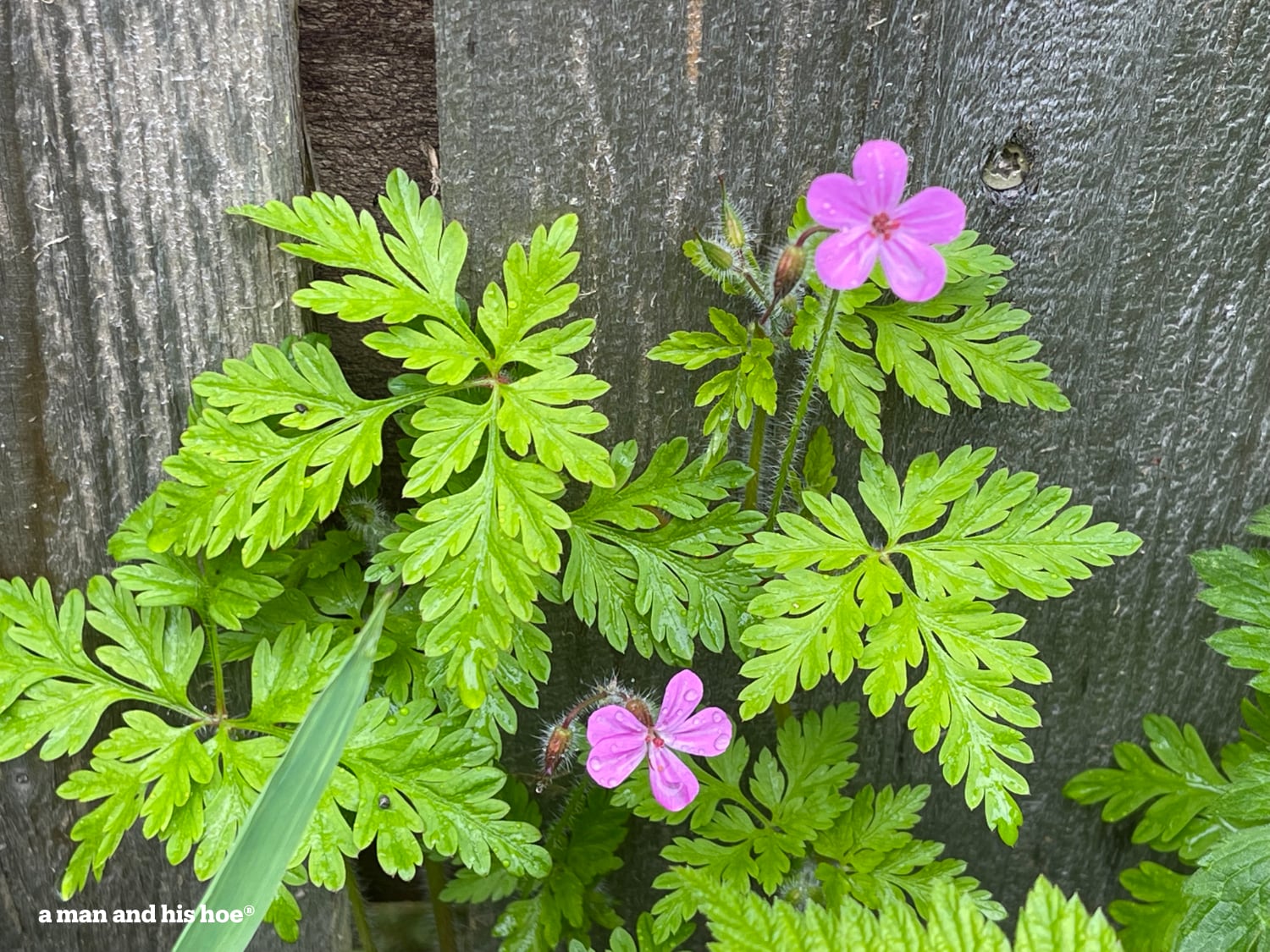 Purple flowers bloom against a wooden fence.