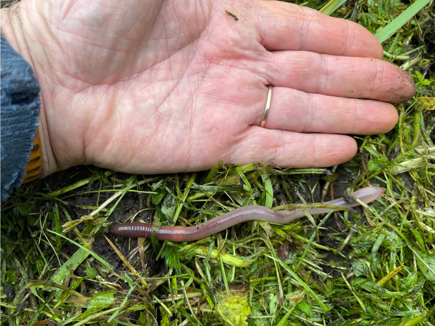 Large earthworm next to a hand.