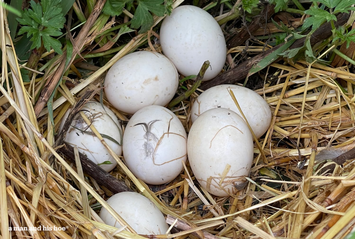 Seven duck eggs in next