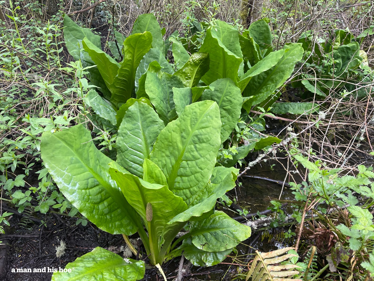 Skunk cabbage growing vigorously in the woods.