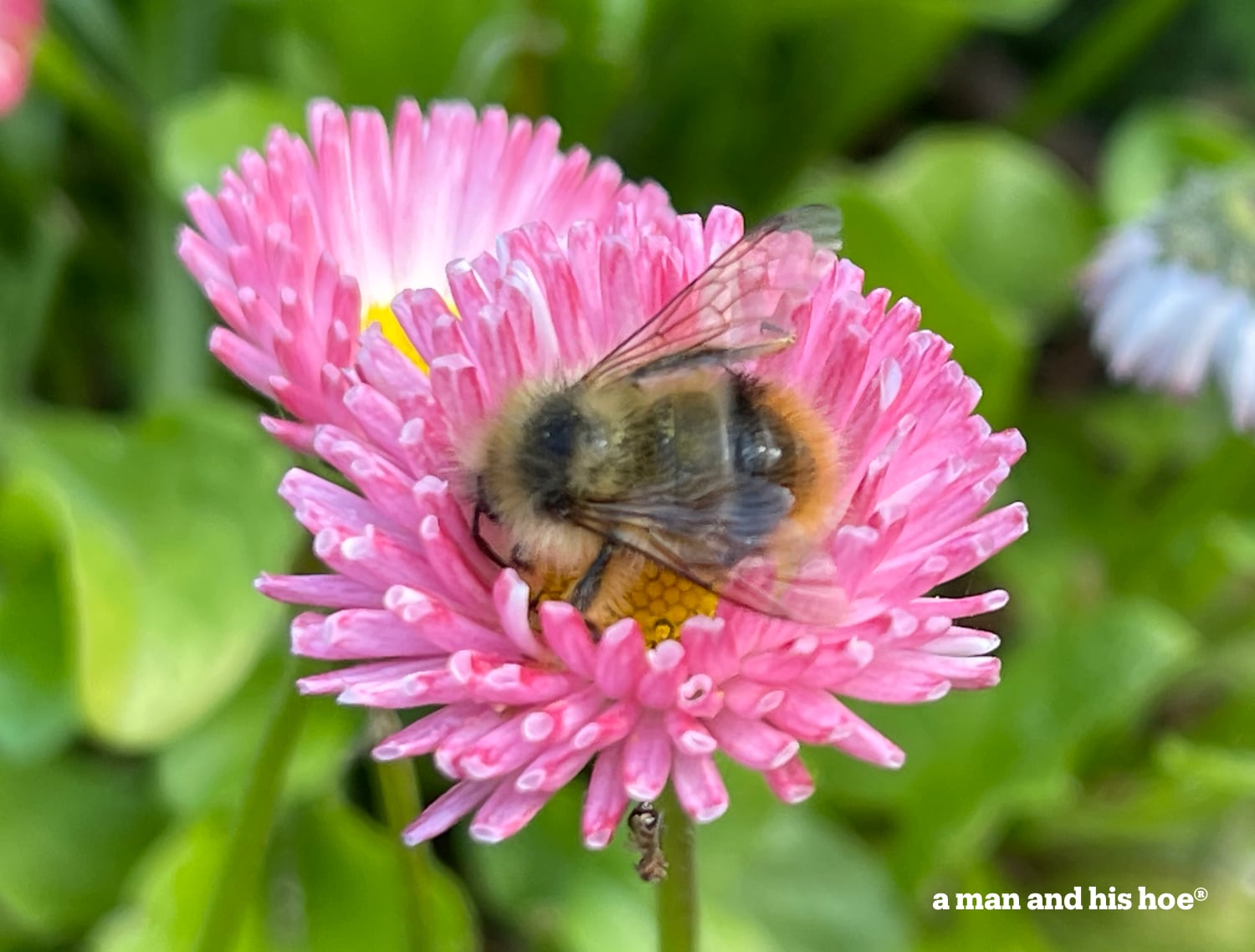 After the solstice a bee on an English daisy