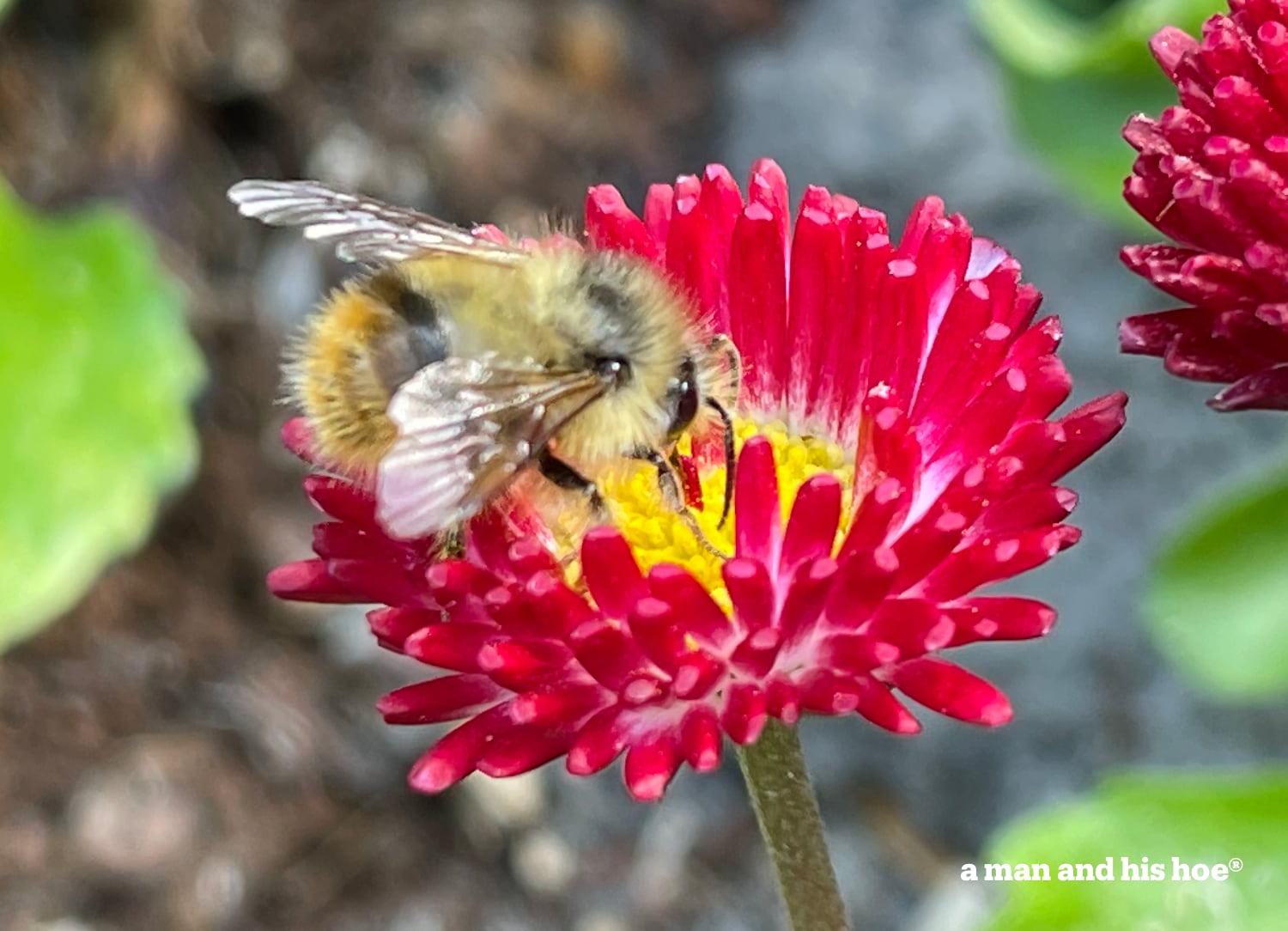 Bee on a red English Daisy.