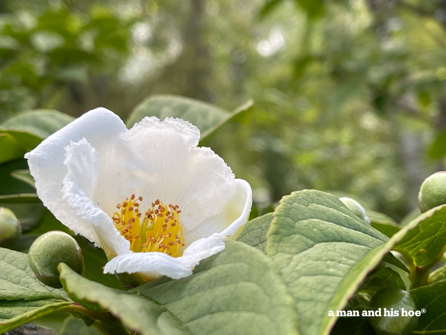 Stewartia blossom