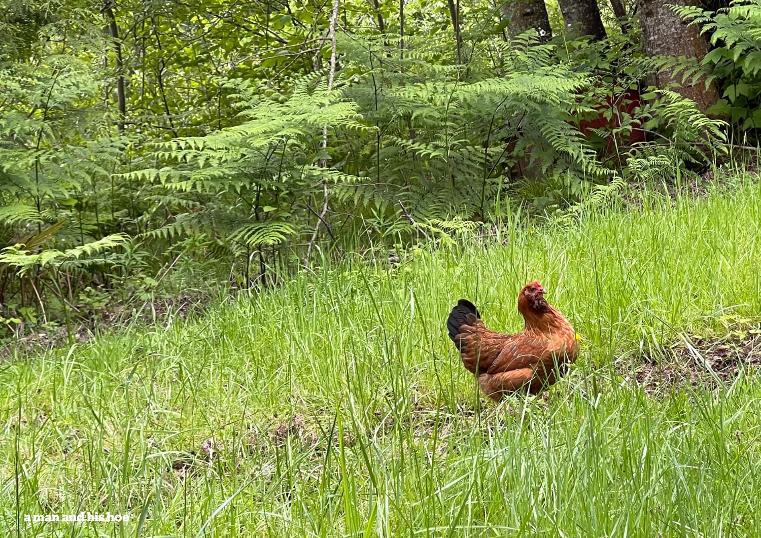 Chicken in meadow