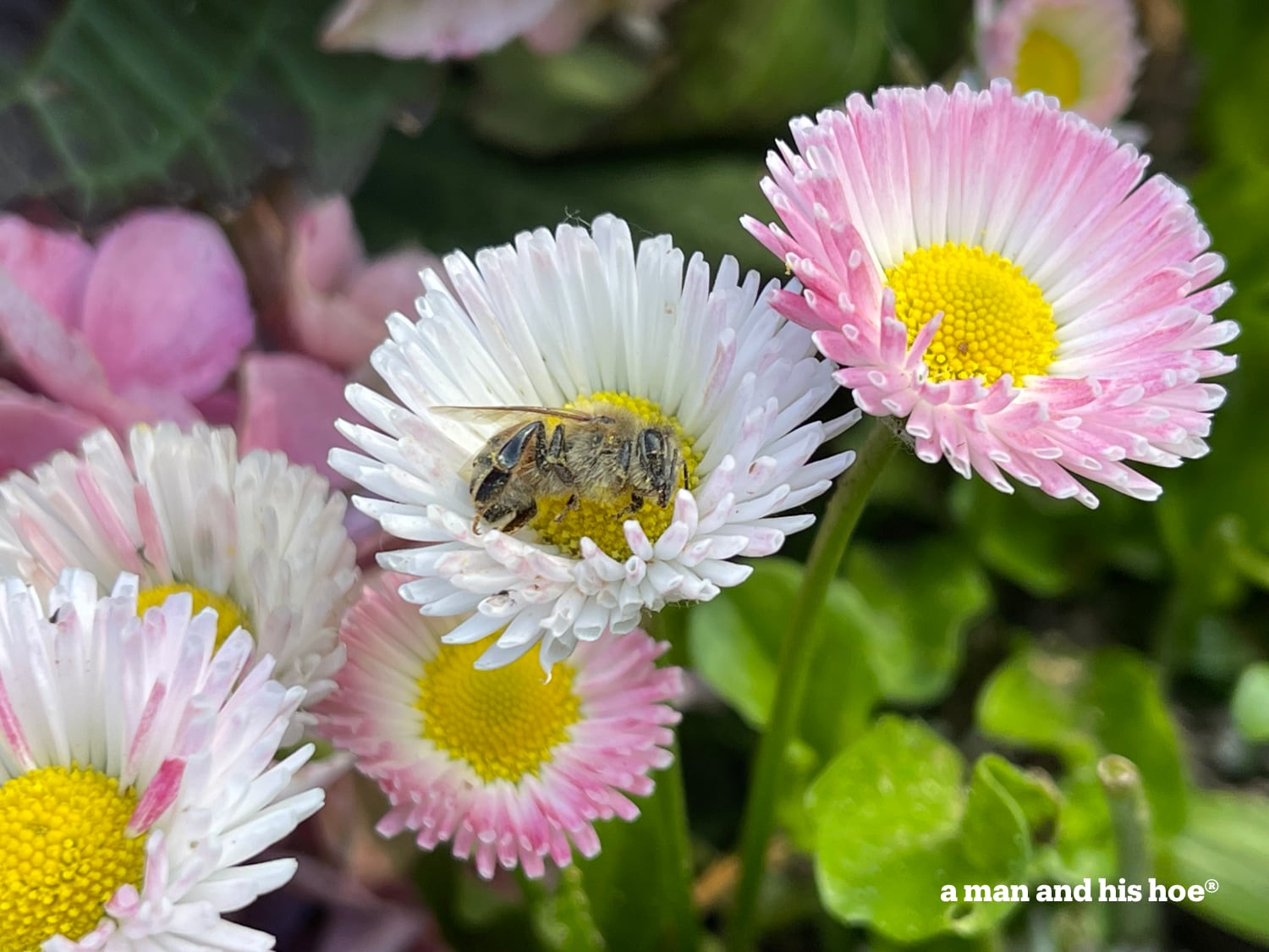 A dead bee in an English Daisy flower. Is there a better place for a bee to die in the summer?