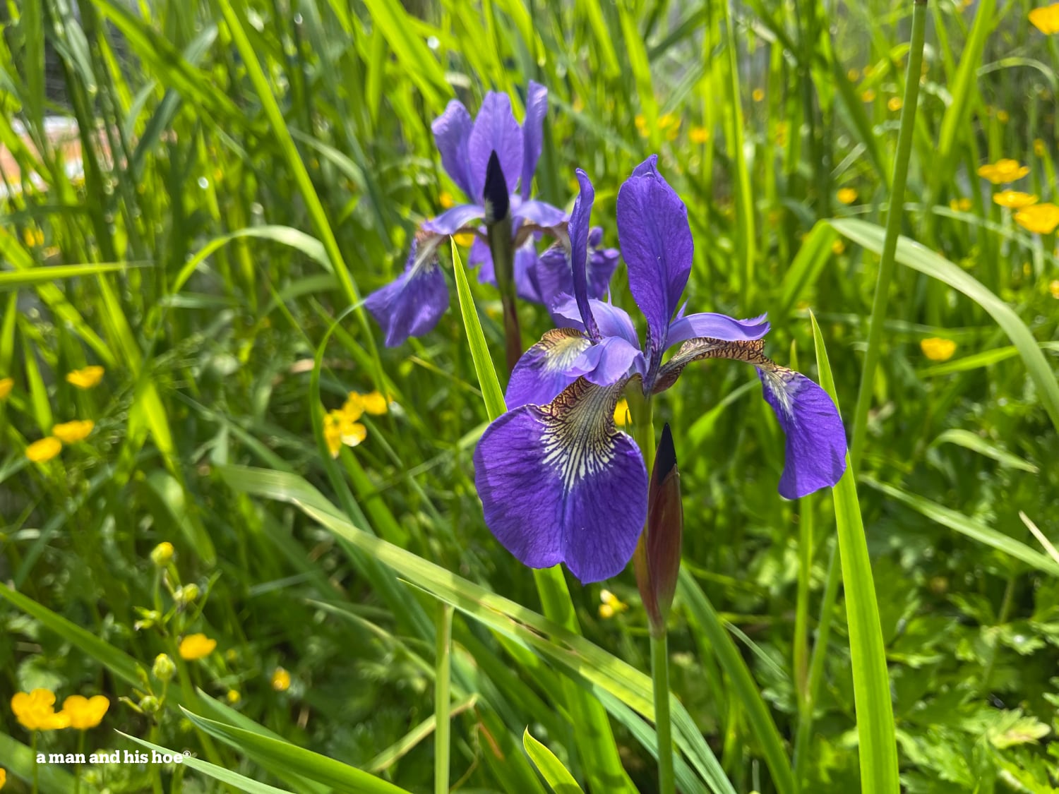 Blooming iris on a sunny day