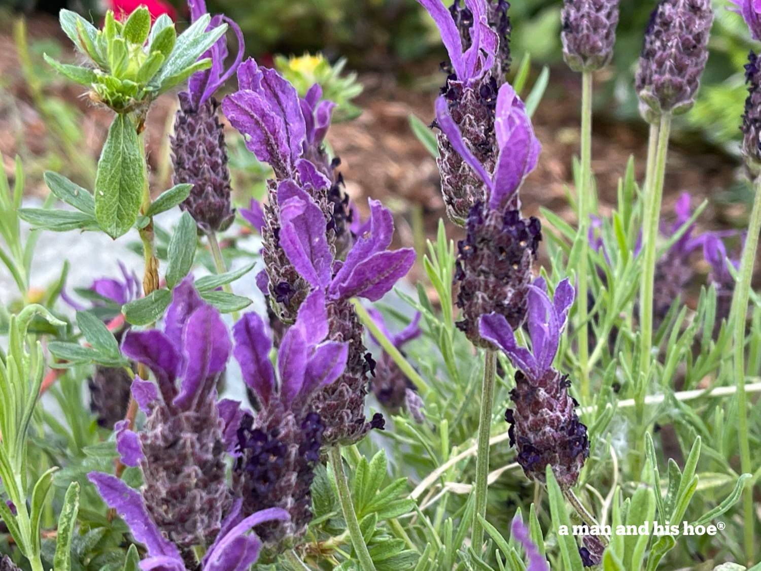 Lavender blooms