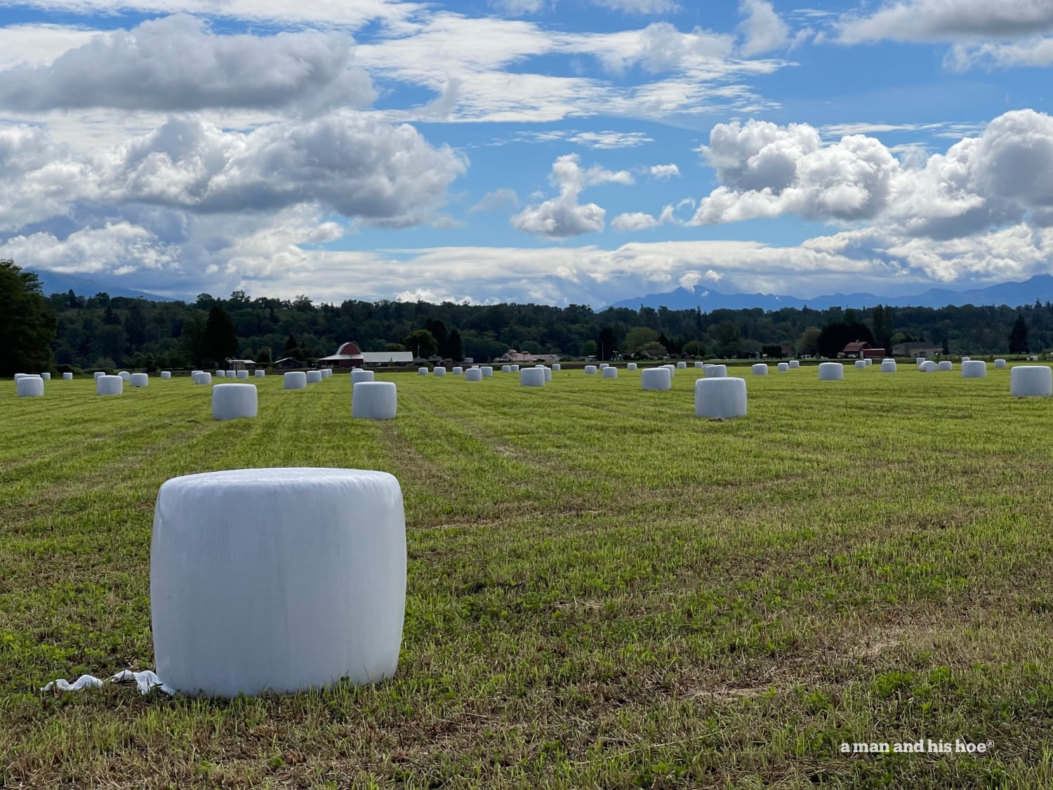 Marshmallow harvest field