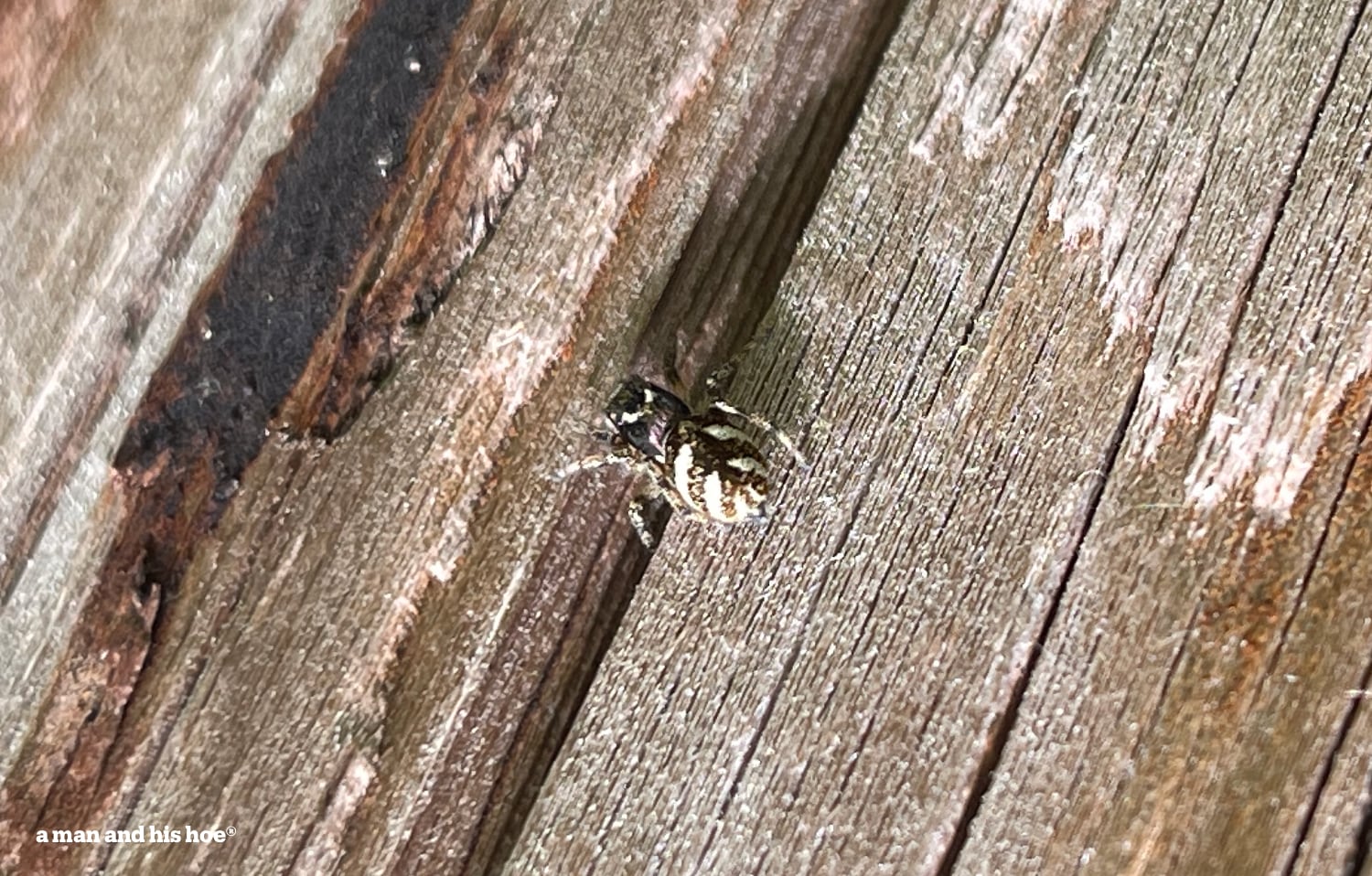 Spider on a log