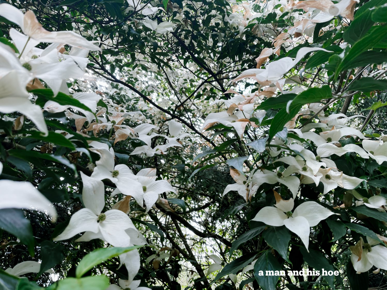 Dogwood in full bloom