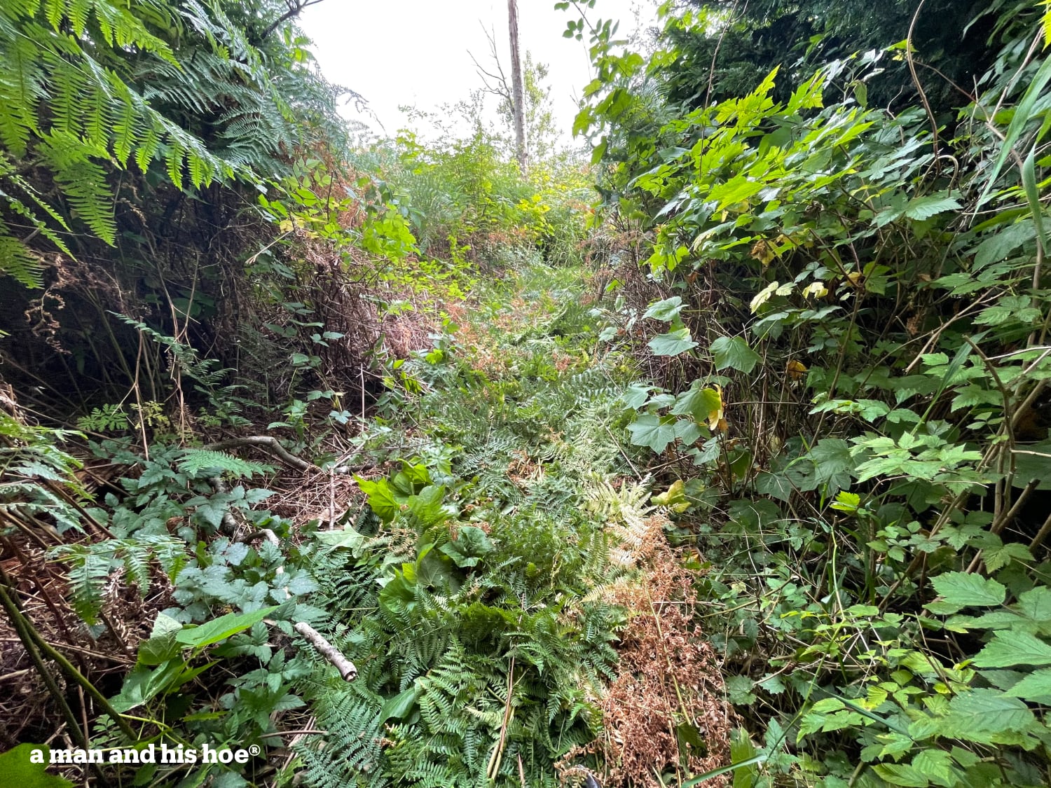 Cut fiddle ferns make a soft path.