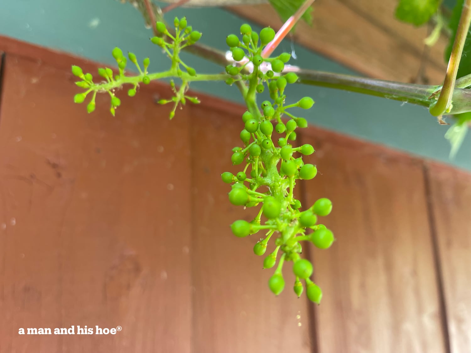 Grape cluster after thinning