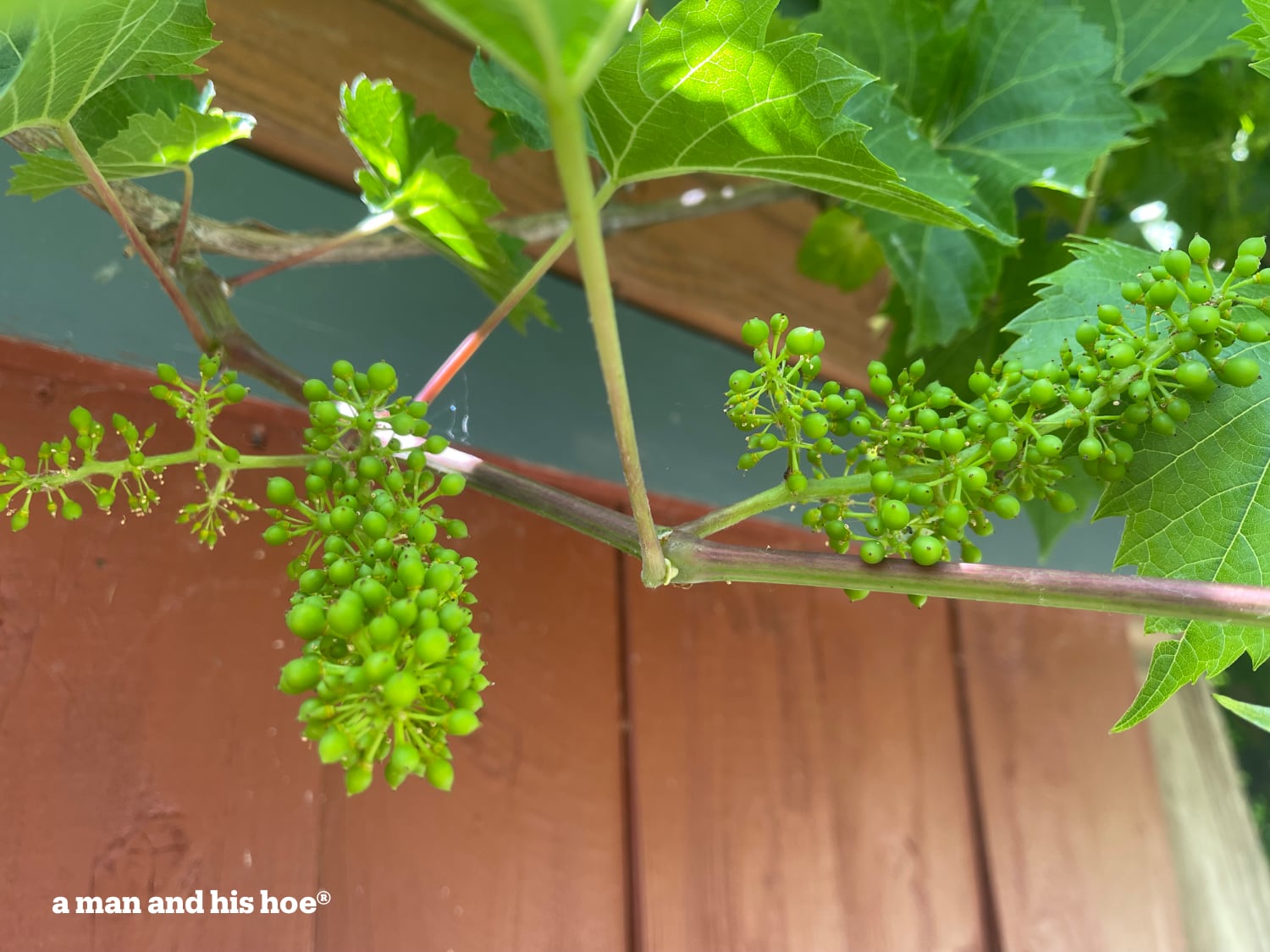 Grape cluster before thinning
