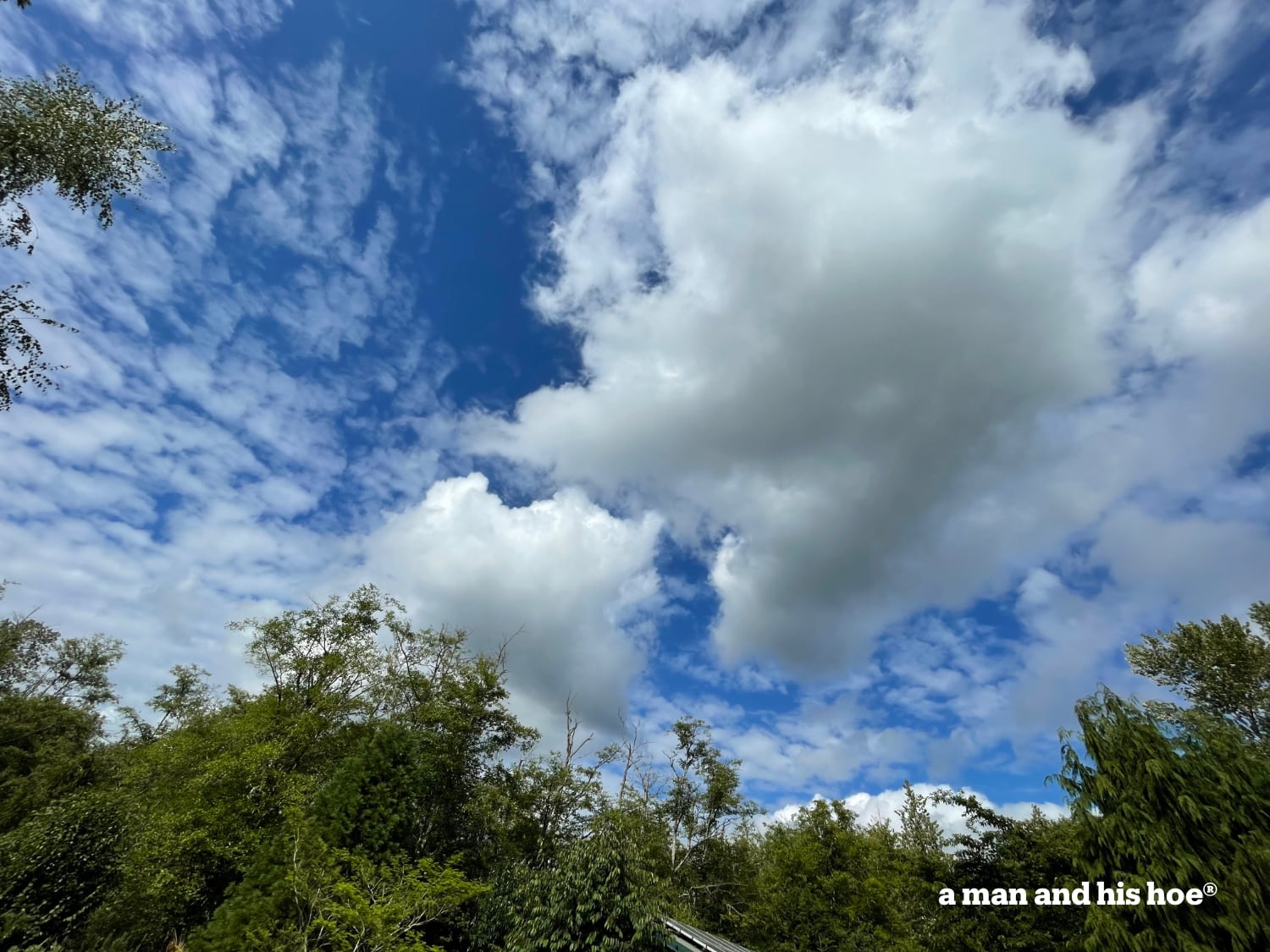 A July sky with puffy clouds