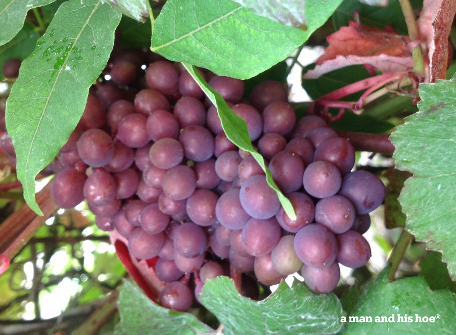 A bunch of my grapes