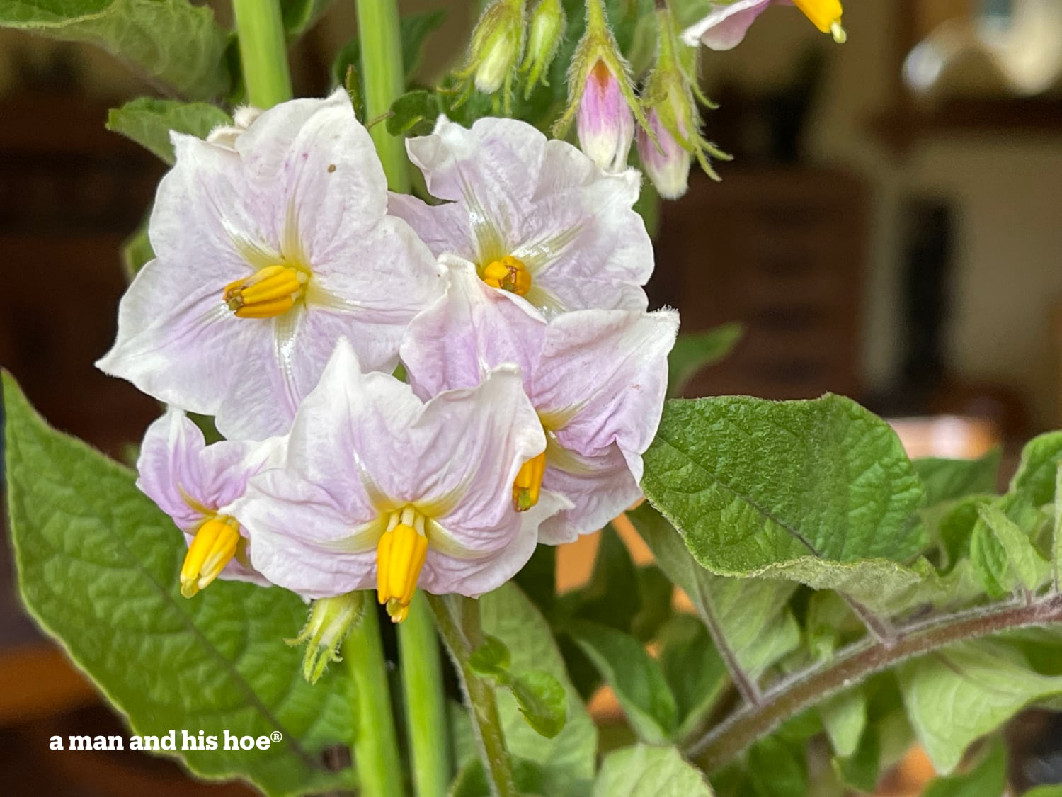 Potato flowers bloom in a gentle July