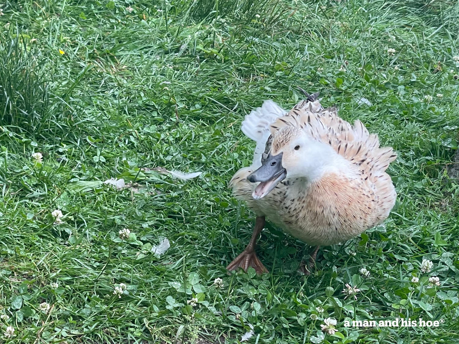 Snow off the nest - she won't be hatching ducklings this year