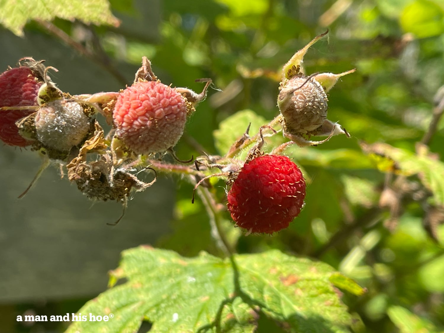 Thimble berries on the bush