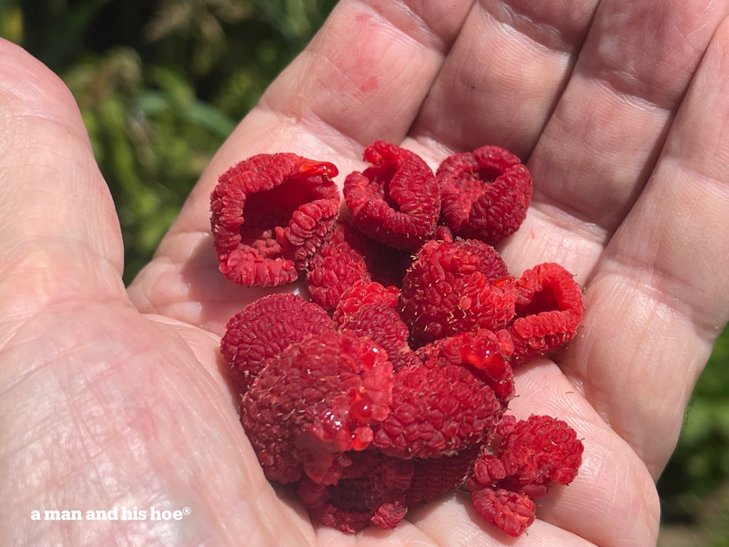 Thimble berries in the hand