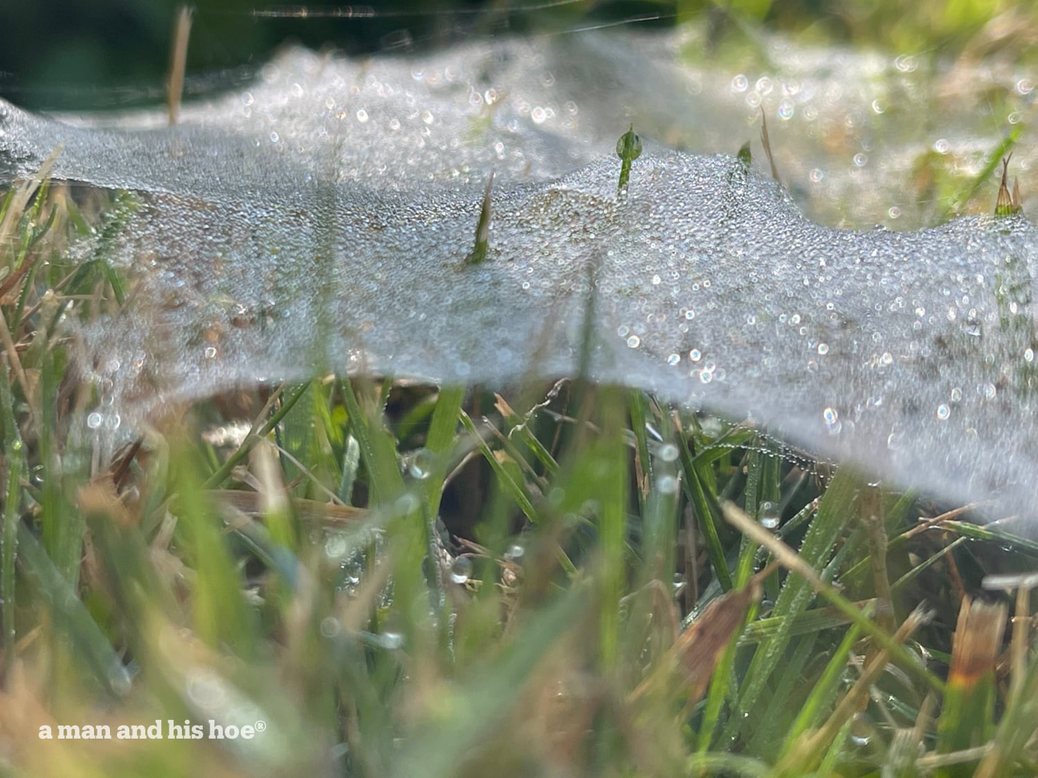 Funnel web weaver spider’s web close view